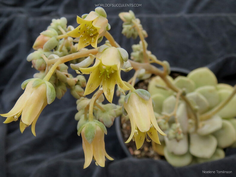 Graptoveria 'Margaret Rose' flowers