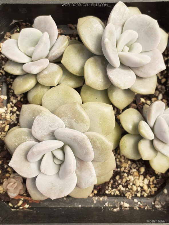 Graptoveria 'Margaret Rose'