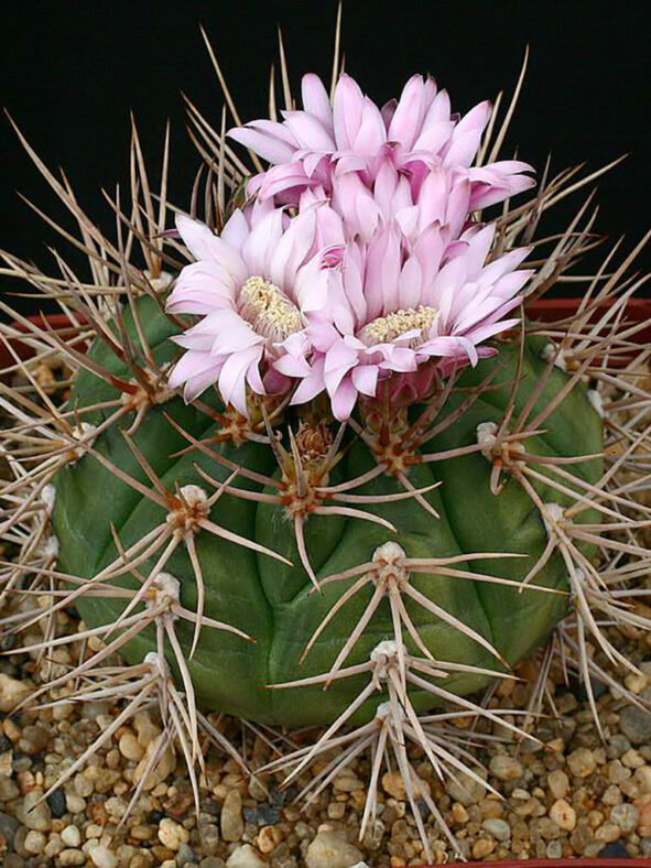 Gymnocalycium eurypleurum