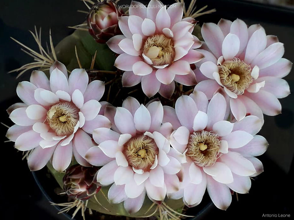 Gymnocalycium eurypleurum