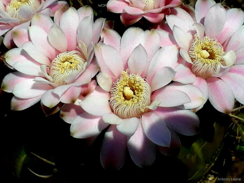 Gymnocalycium eurypleurum