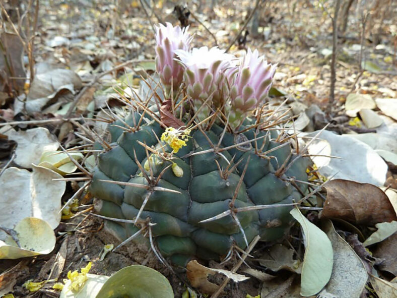 Gymnocalycium eurypleurum