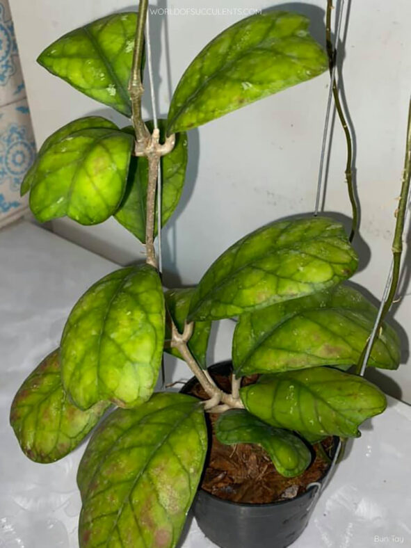 Hoya deykeae