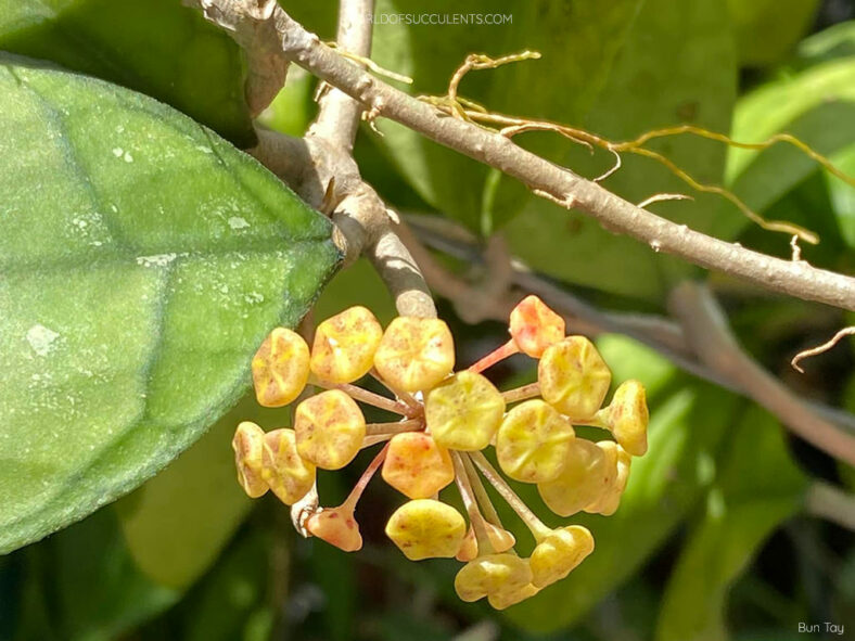 Hoya deykeae