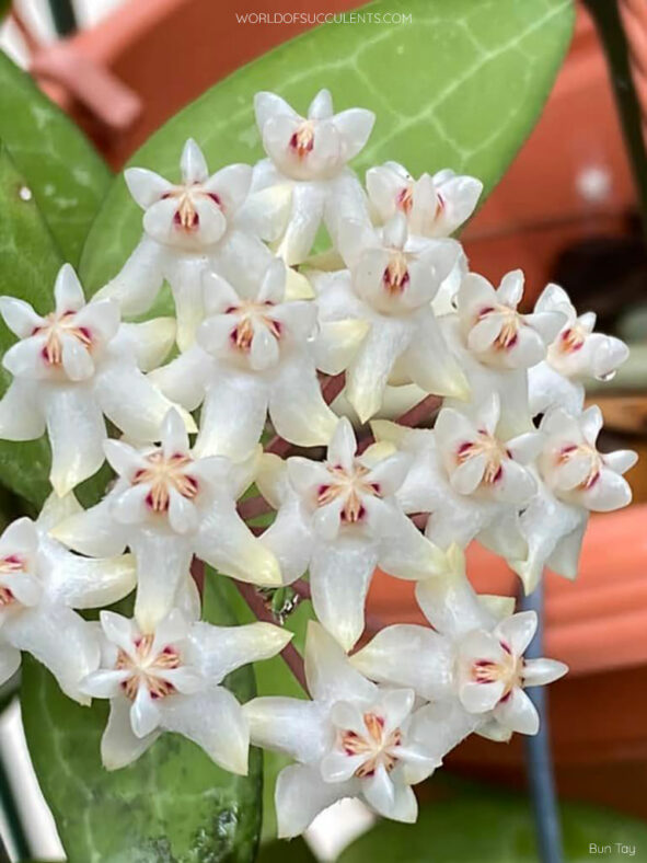 Hoya elliptica, commonly known as Turtle Shell Hoya