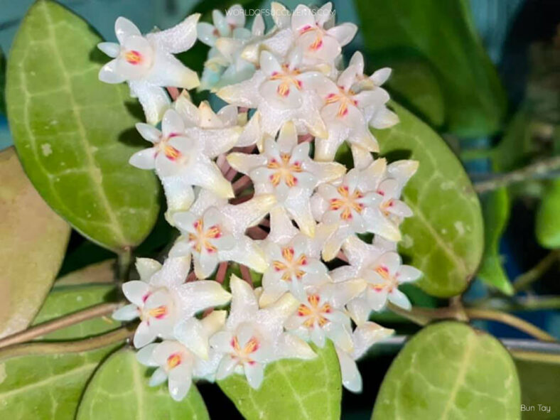 Hoya elliptica, commonly known as Turtle Shell Hoya