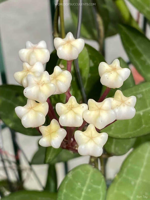 Hoya elliptica, commonly known as Turtle Shell Hoya