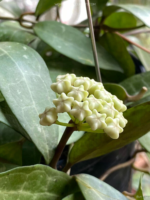 Hoya elliptica, commonly known as Turtle Shell Hoya