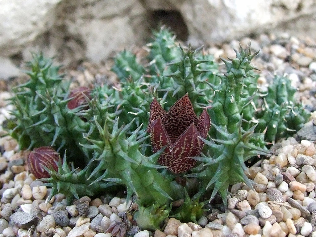 Huernia whitesloaneana