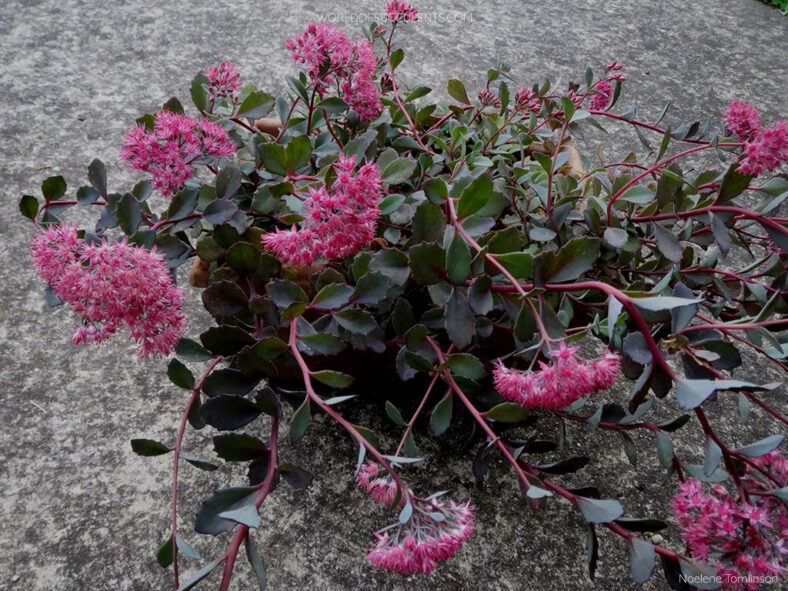 Hylotelephium 'Vera Jameson' aka Sedum 'Vera Jameson'