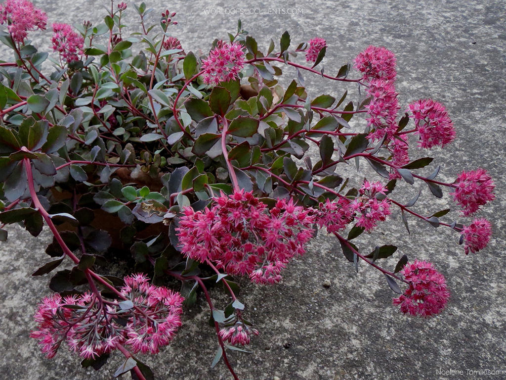 Hylotelephium 'Vera Jameson' aka Sedum 'Vera Jameson'