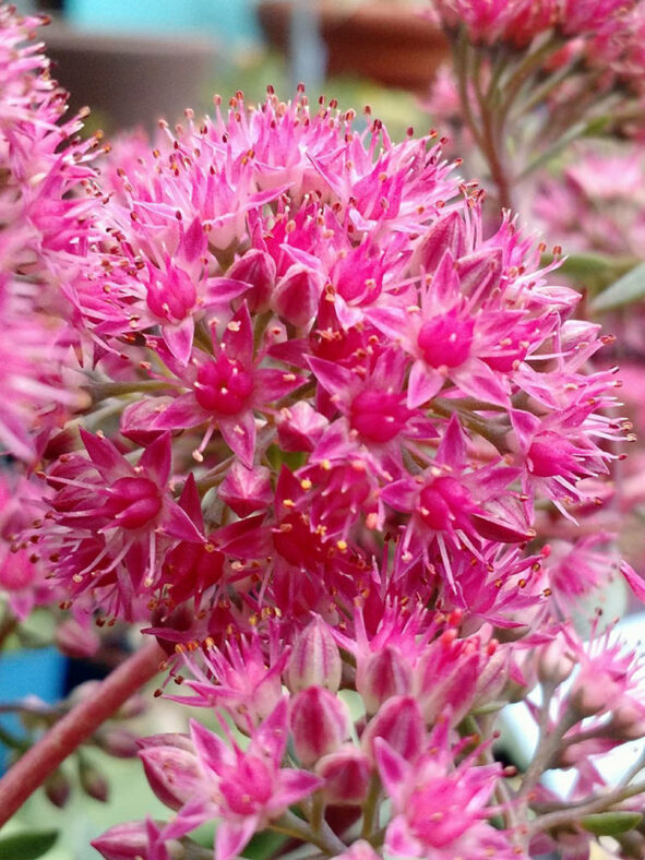 Hylotelephium 'Vera Jameson' aka Sedum 'Vera Jameson'