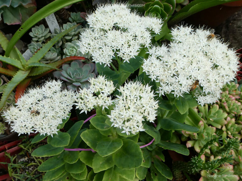 Hylotelephium spectabile 'Stardust' aka Sedum spectabile 'Stardust'