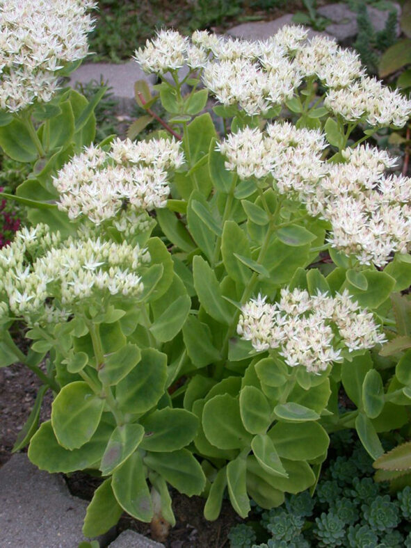 Hylotelephium spectabile 'Stardust' aka Sedum spectabile 'Stardust'