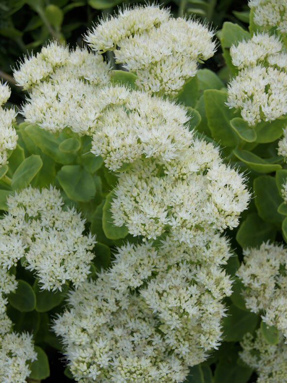 Hylotelephium spectabile 'Stardust' aka Sedum spectabile 'Stardust'