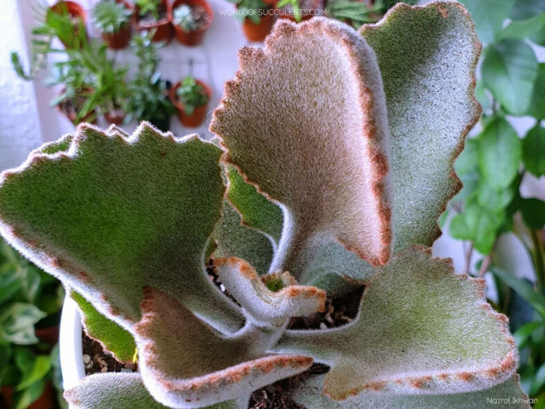 Leaves of Kalanchoe 'Roseleaf' aka Kalanchoe × edwardii 'Roseleaf' or Kalanchoe beharensis 'Roseleaf'