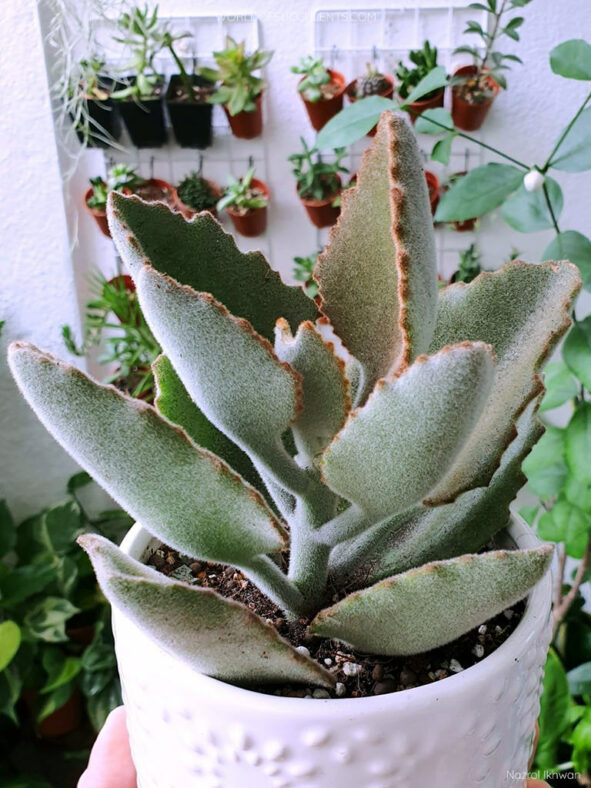 A juvenile specimen of Kalanchoe 'Roseleaf' aka Kalanchoe × edwardii 'Roseleaf' or Kalanchoe beharensis 'Roseleaf'