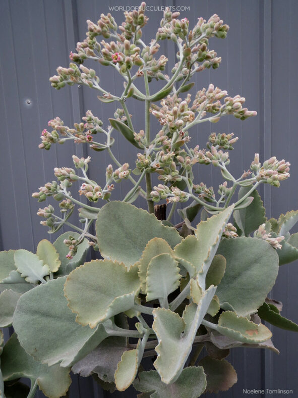 Kalanchoe 'Roseleaf' aka Kalanchoe × edwardii 'Roseleaf' or Kalanchoe beharensis 'Roseleaf'. A plant in bloom