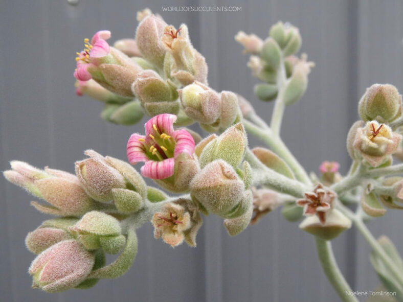 Buds and flowers of Kalanchoe 'Roseleaf' aka Kalanchoe × edwardii 'Roseleaf' or Kalanchoe beharensis 'Roseleaf'