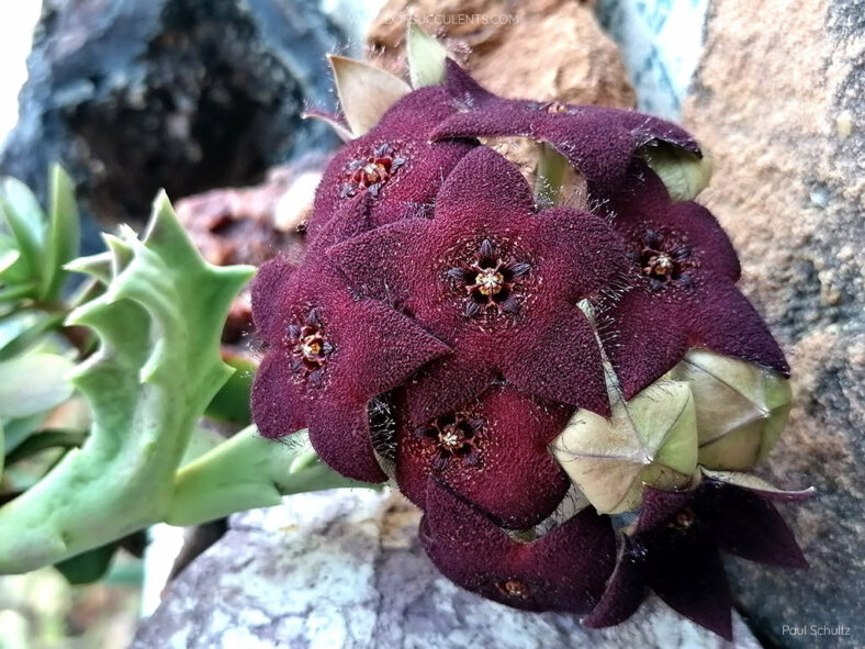 Orbea melanantha