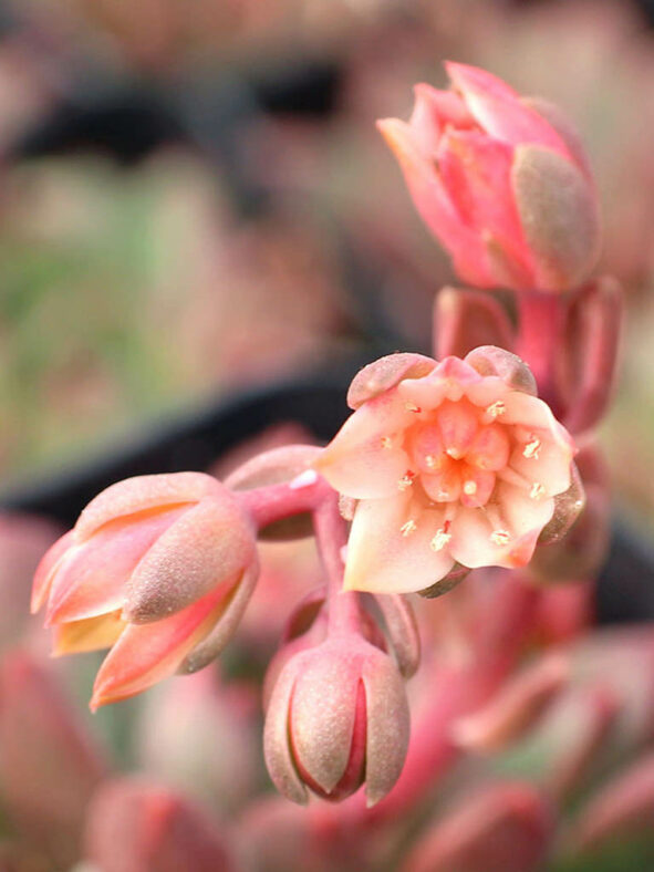 Pachyveria 'Jewel Tones'