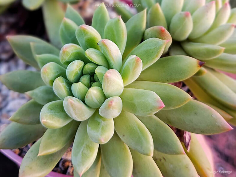 Pachyveria 'Jewel Tones'