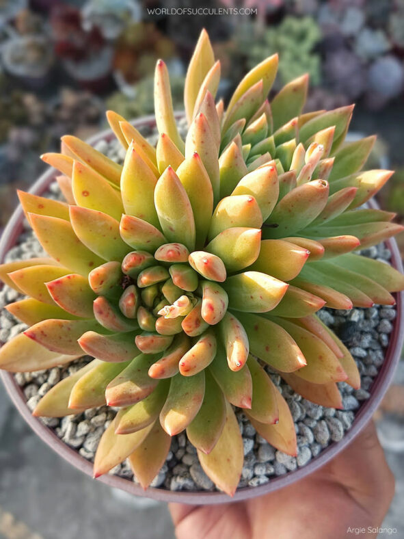 Pachyveria 'Jewel Tones'