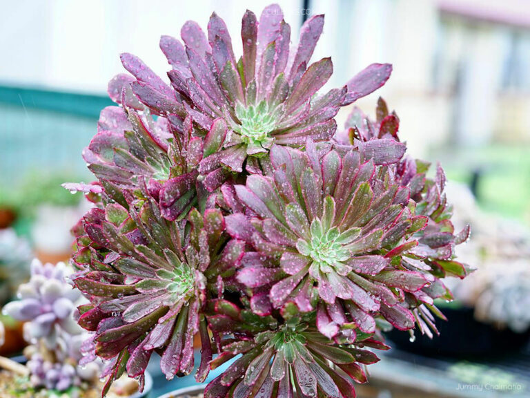 Aeonium 'Inferno' - World of Succulents