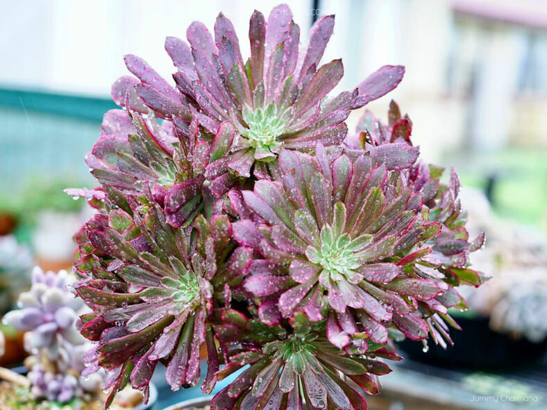 Aeonium 'Inferno'