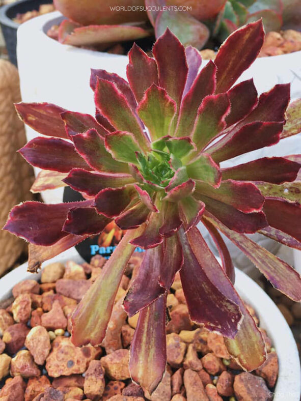 Aeonium 'Inferno'