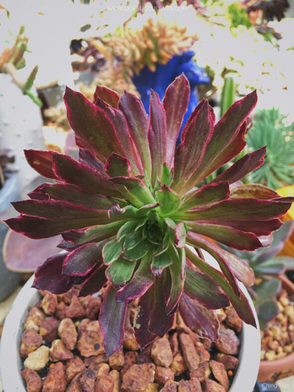 Aeonium 'Inferno'