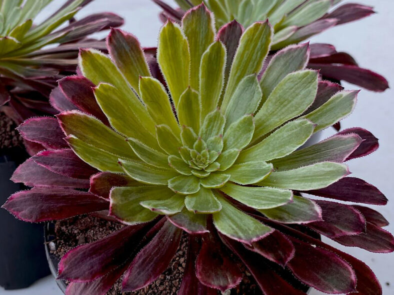 Aeonium 'Inferno'