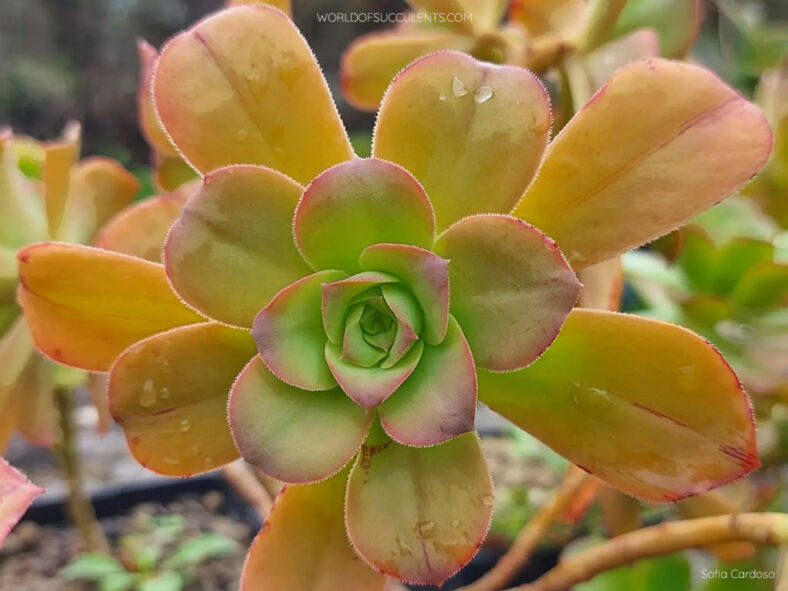 Aeonium gorgoneum