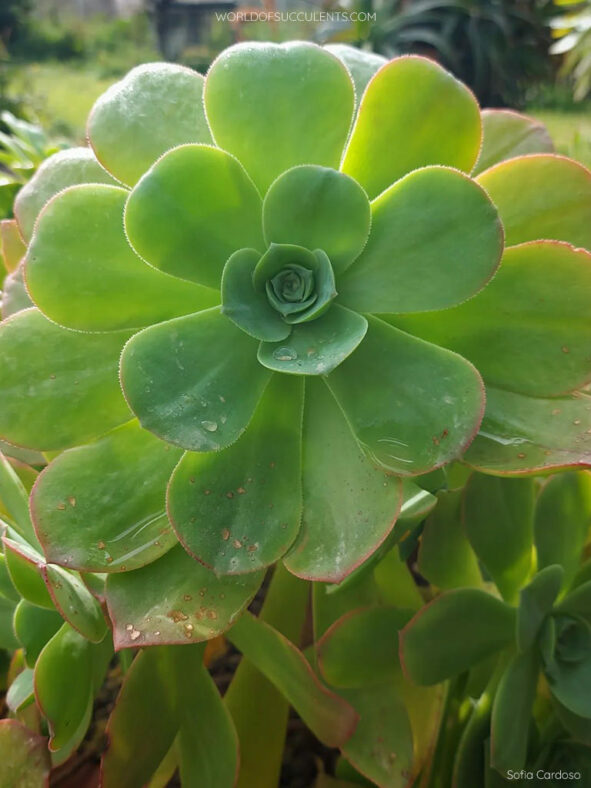 Aeonium gorgoneum