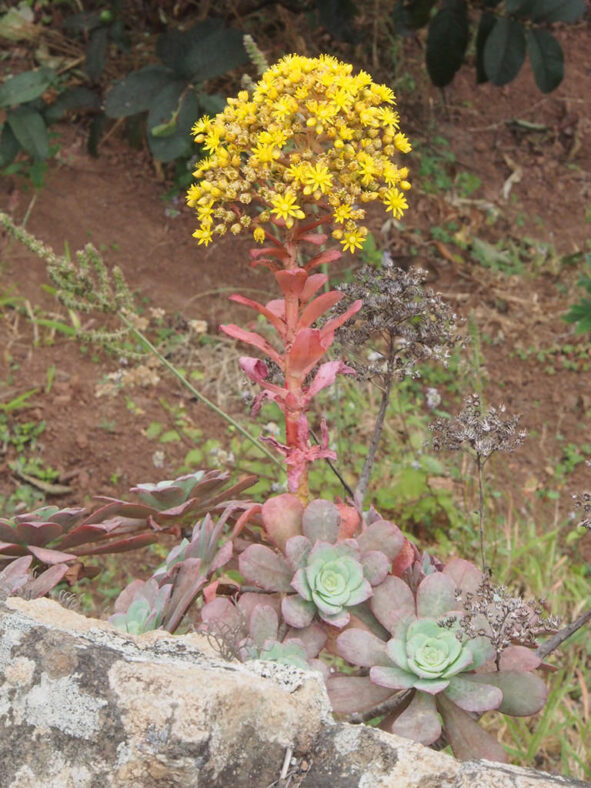 Aeonium gorgoneum flowers