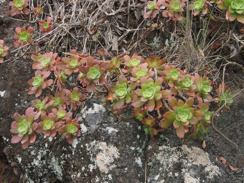 Aeonium gorgoneum