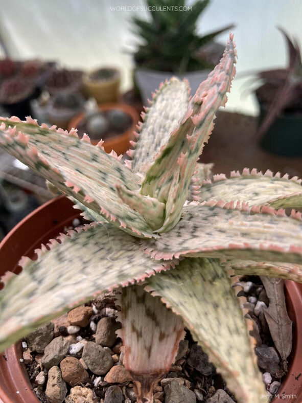 Aloe 'Pink Thing'