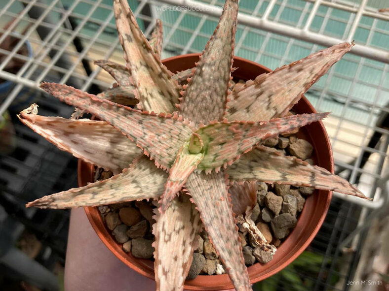 Aloe 'Pink Thing'