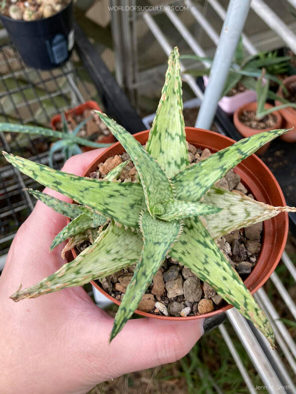 Aloe 'Pink Thing'