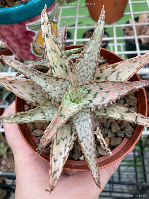 Aloe 'Pink Thing'