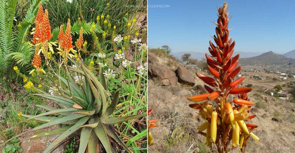 Aloe wickensii (Wickens' Aloe) - World of Succulents