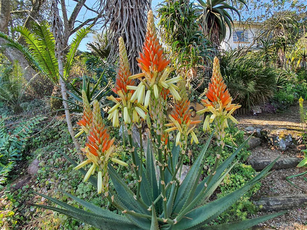 Aloe wickensii (Wickens' Aloe). A plant in bloom.