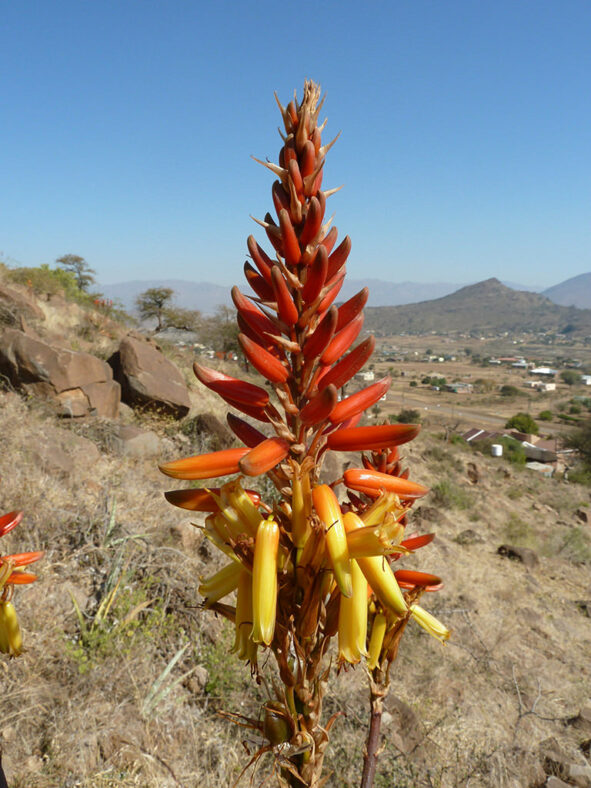 A raceme of Aloe wickensii (Wickens' Aloe)