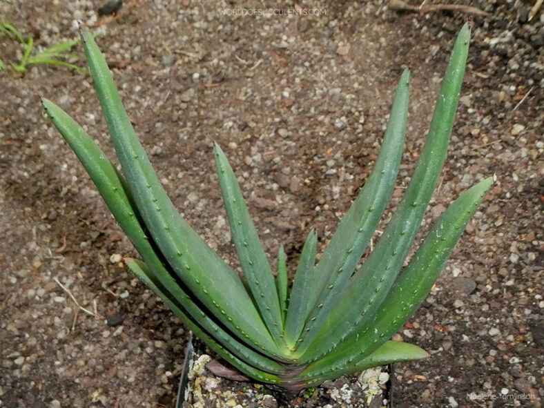 A juvenile specimen of Aloe wickensii (Wickens' Aloe)