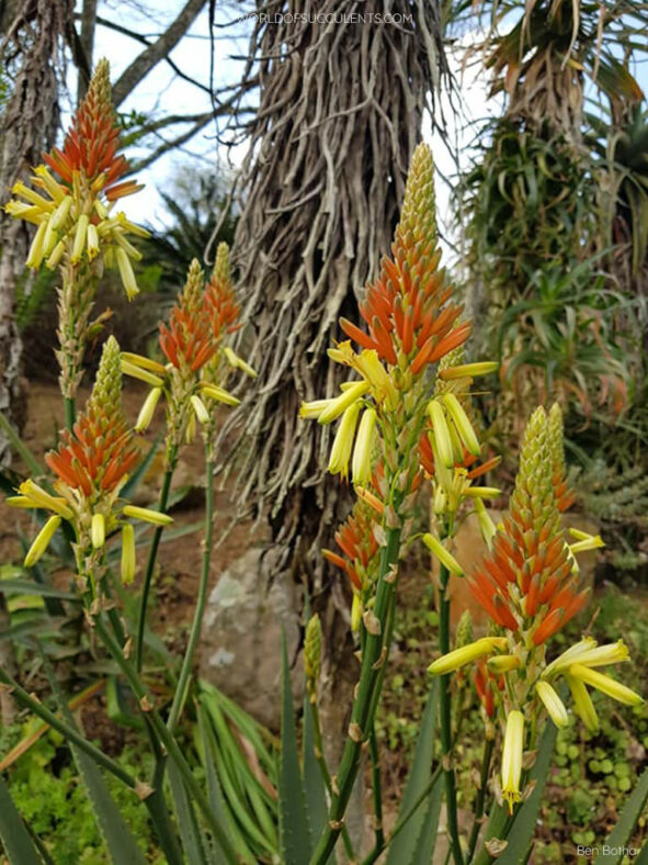 Racemes of Aloe wickensii (Wickens' Aloe)