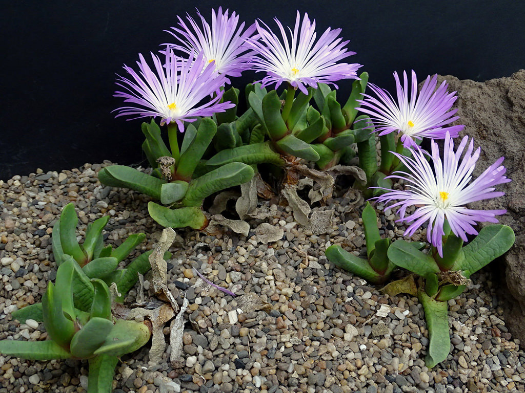 Cerochlamys pachyphylla clump in bloom