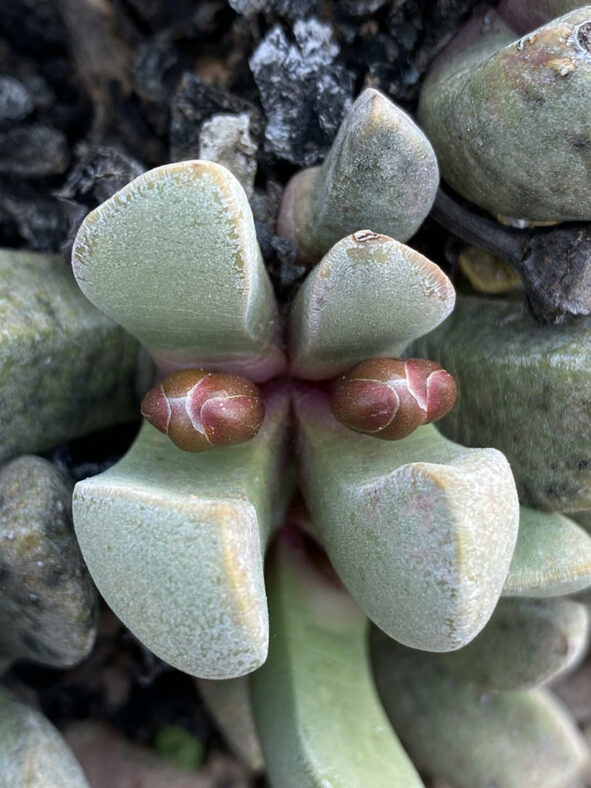 Cerochlamys pachyphylla buds