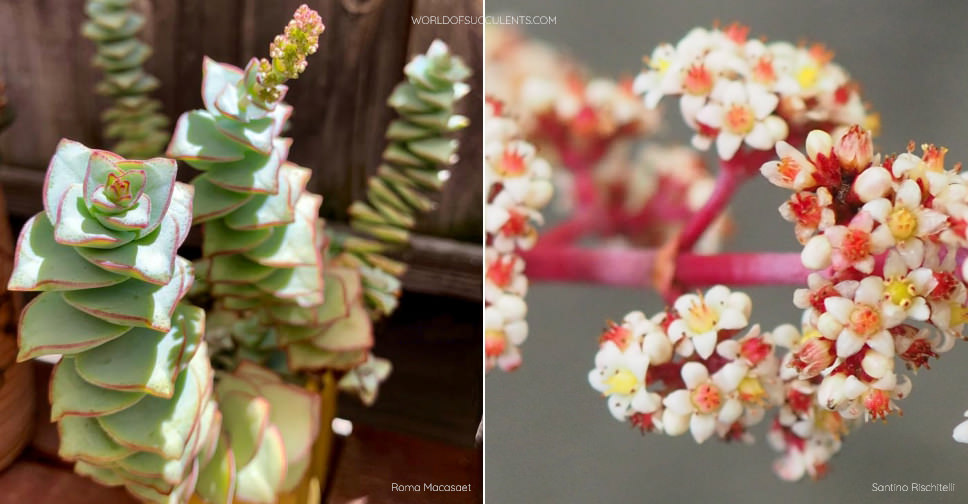 Crassula Perforata Giant Form World Of Succulents