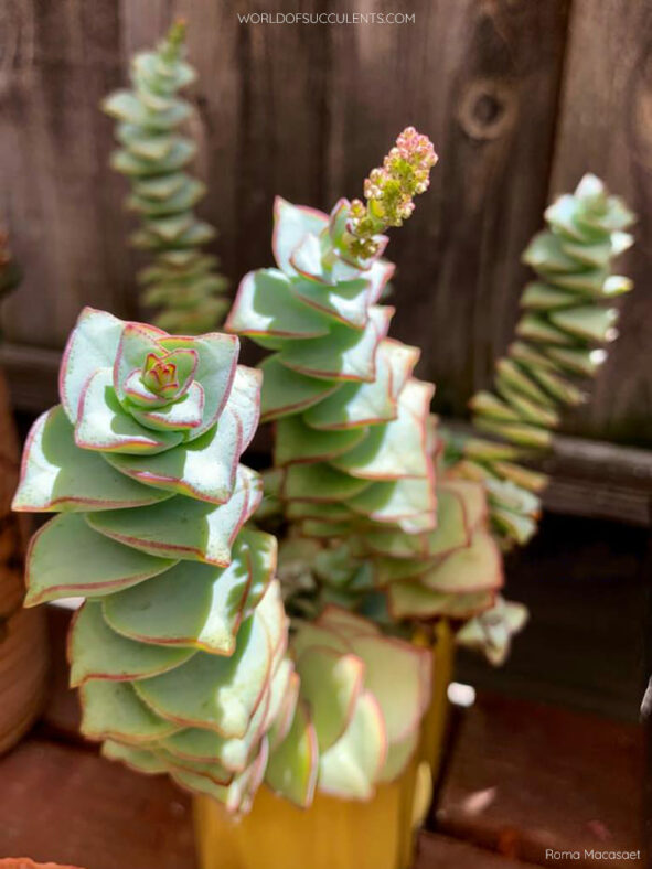 Crassula perforata 'Giant Form'