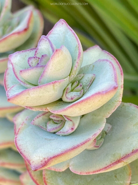 Crassula perforata 'Giant Form' leaves